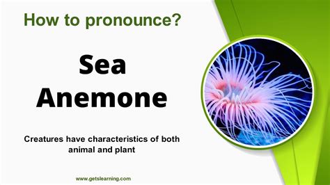 sea anemone pronunciation